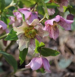 Photo 8 of Helleborus spp.