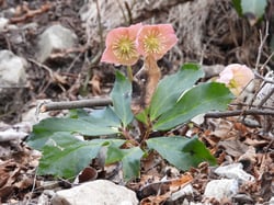 Photo 3 of Helleborus spp.
