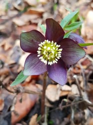 Photo 4 of Helleborus spp.