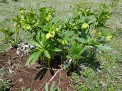 Photo 5 of Helleborus spp.