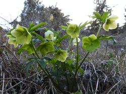Photo 6 of Helleborus spp.