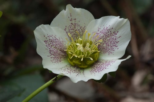 Photo 1 of Helleborus spp.