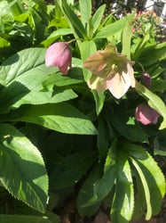 Photo 9 of Helleborus spp.