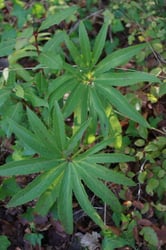 Photo 7 of Helleborus spp.