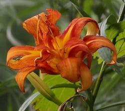 Photo 2 of Hemerocallis spp.