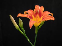 Photo 7 of Hemerocallis spp.