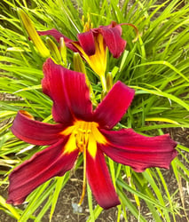 Photo 1 of Hemerocallis spp.
