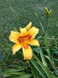 Photo 3 of Hemerocallis spp.