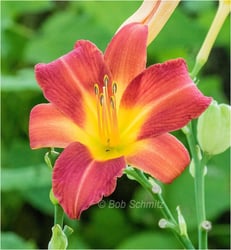 Photo 4 of Hemerocallis spp.