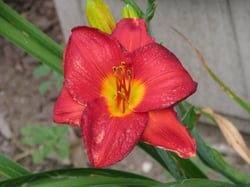 Photo 5 of Hemerocallis spp.
