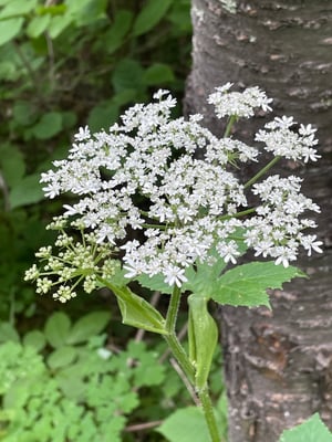 Photo 1 of Heracleum maximum