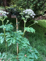 Photo 9 of Heracleum maximum