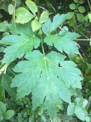 Photo 2 of Heracleum maximum
