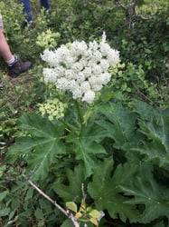 Photo 6 of Heracleum maximum