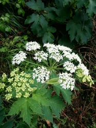Photo 3 of Heracleum maximum