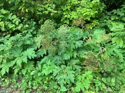 Photo 7 of Heracleum maximum