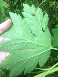 Photo 8 of Heracleum maximum