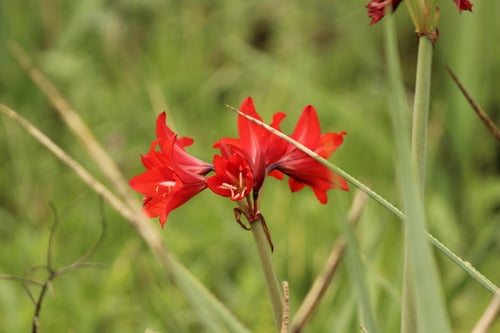 Photo 1 of Hippeastrum spp.