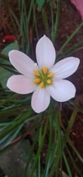 Photo 2 of Hippeastrum spp.