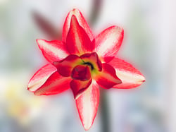 Photo 8 of Hippeastrum spp.