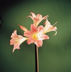 Photo 5 of Hippeastrum spp.