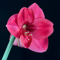 Photo 7 of Hippeastrum spp.