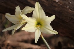 Photo 4 of Hippeastrum spp.