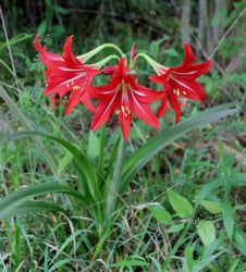Photo 6 of Hippeastrum spp.