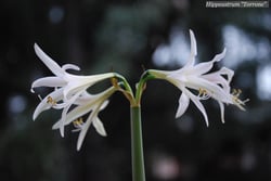 Photo 3 of Hippeastrum spp.