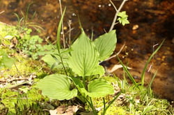 Photo 2 of Hosta plantaginea