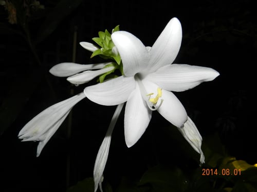 Photo 1 of Hosta plantaginea