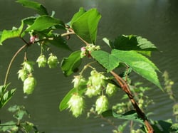 Photo 6 of Humulus lupulus