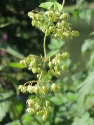 Photo 7 of Humulus lupulus
