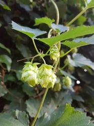 Photo 5 of Humulus lupulus