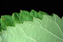 Photo 2 of Humulus lupulus
