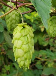 Photo 3 of Humulus lupulus