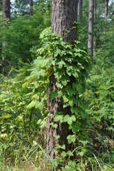 Photo 9 of Humulus lupulus