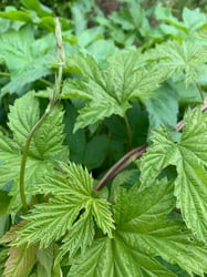 Photo 4 of Humulus lupulus