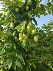 Photo 8 of Humulus lupulus