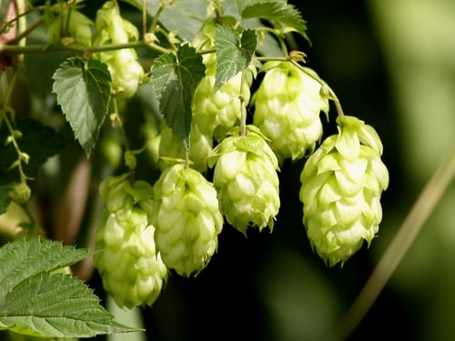 Photo 1 of Humulus lupulus
