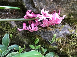 Photo 4 of Hyacinthus orientalis
