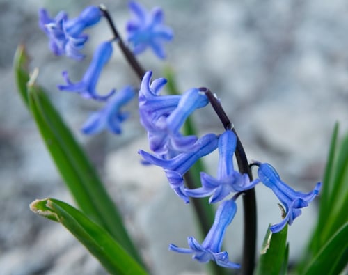 Photo 1 of Hyacinthus orientalis