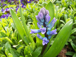 Photo 3 of Hyacinthus orientalis