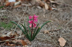 Photo 6 of Hyacinthus orientalis