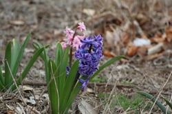 Photo 7 of Hyacinthus orientalis