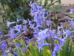 Photo 2 of Hyacinthus orientalis