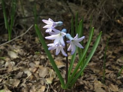 Photo 5 of Hyacinthus orientalis