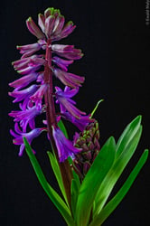 Photo 9 of Hyacinthus spp.