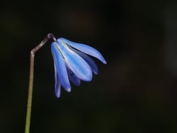Photo 5 of Hyacinthus spp.