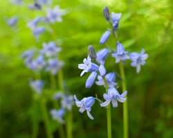 Photo 2 of Hyacinthus spp.